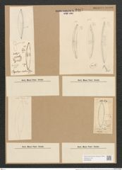 Plagiotropis vitrea (W. Sm.) Grun. (de-Toni-Nr.: Genus 30, Species 1367) Zeichnungen Sammlung Grunow Nr. 2487 (NHMW-BOT-W0369808)